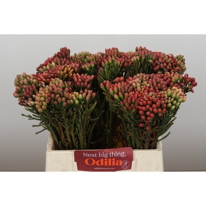 Kaaps Groen Red Brunia Small