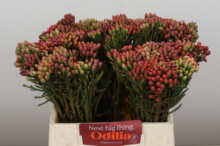 <h4>Kaaps Groen Red Brunia Small</h4>