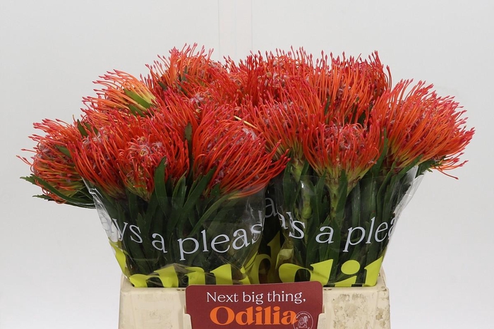 <h4>Nutans Tango</h4>