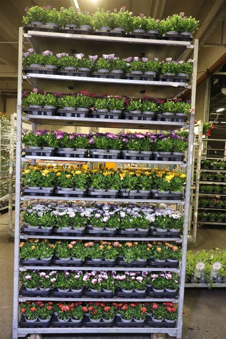 <h4>Osteo Gem Mixk 1 Kleur Per Tray</h4>