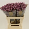 Limonium Sinense Tiffany Diamond