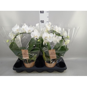 Phalaenopsis   ...
