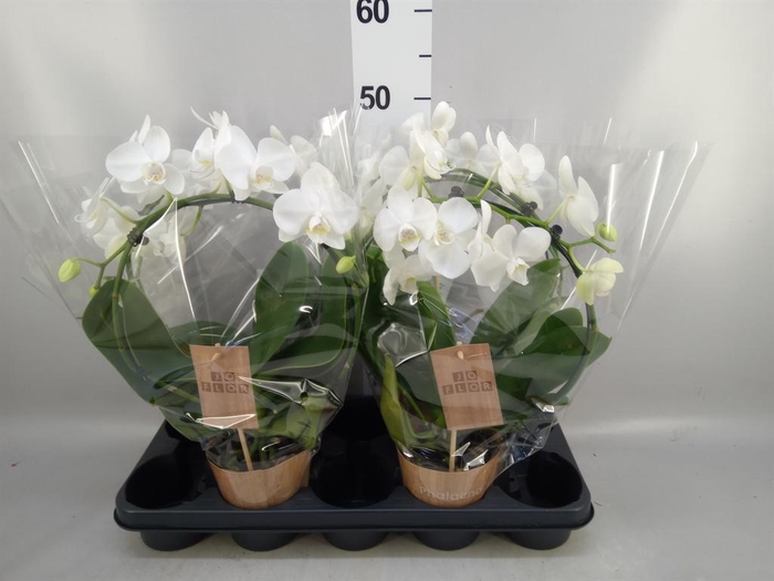 <h4>Phalaenopsis   ...</h4>