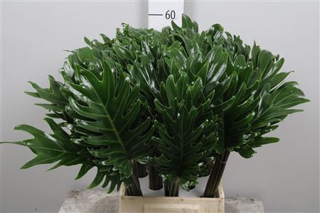 <h4>Phil. Xanadu 20cm 50</h4>