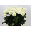 Dahlia White Isa