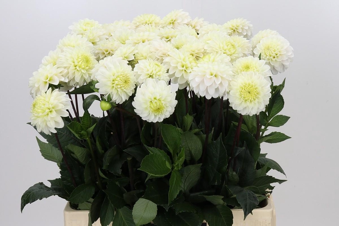 Dahlia White Isa