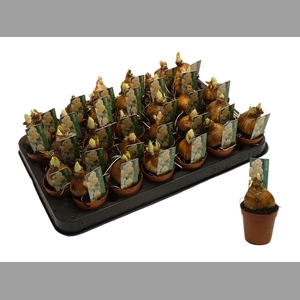 Narcis D Bridal Crow