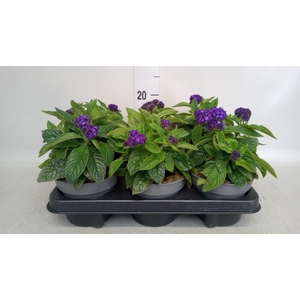 Heliotropium arbor. 'Midnight Sky'