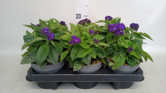 <h4>Heliotropium arbor. 'Midnight Sky'</h4>