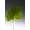 Anthurium Blad Medium