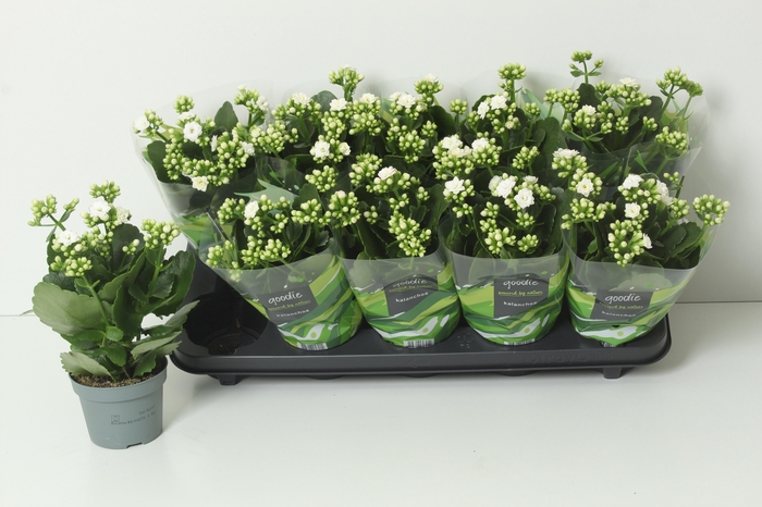 <h4>KAL GE PERFECTA WHIT</h4>