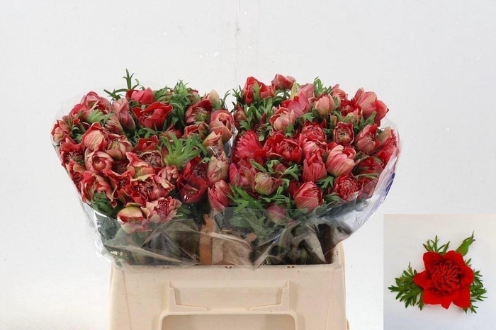 <h4>Anemone Fullstar Glory Red</h4>