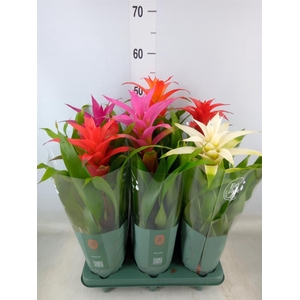 Guzmania   ...mix