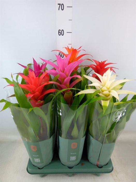 <h4>Guzmania   ...mix</h4>