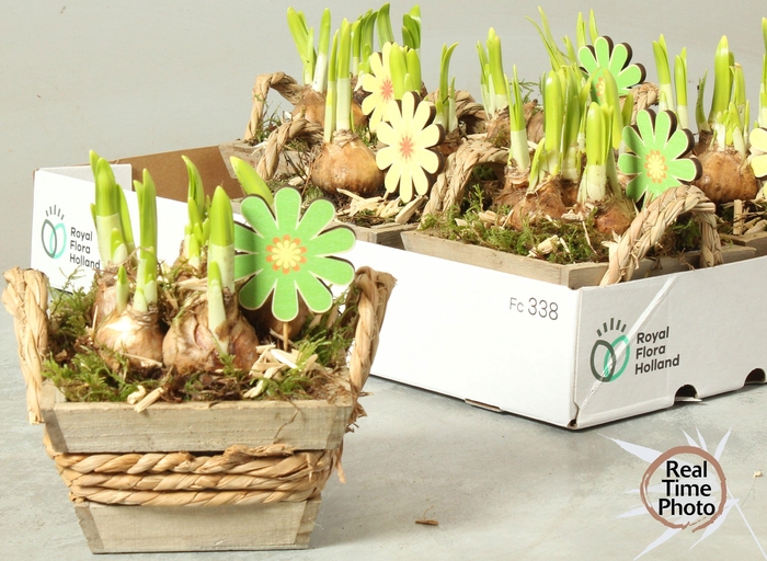 <h4>ARR NARCISSUS</h4>