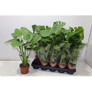 Monstera Ov
