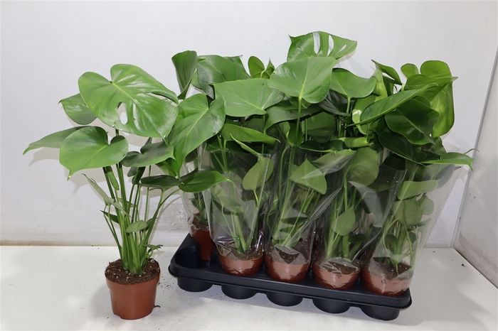 <h4>Monstera Ov</h4>