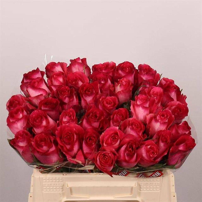<h4>Rosa large nicoletta</h4>