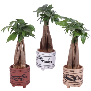 Pachira Braided Ø09cm in Ø10cm Ceramic EV664