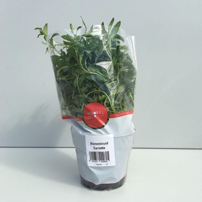<h4>Bonenkruid P9</h4>