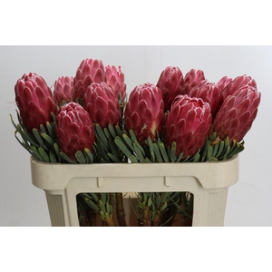 Protea Venus