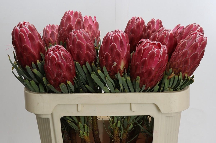 <h4>Protea Venus</h4>