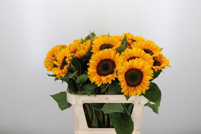 <h4>Helian An Sunrich Pr</h4>
