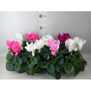 Cyclamen MD 'Macro'