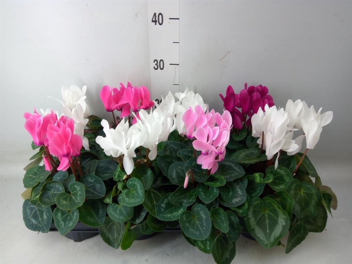 <h4>Cyclamen MD 'Macro'</h4>