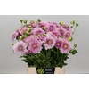 Dahlia Pink Silk
