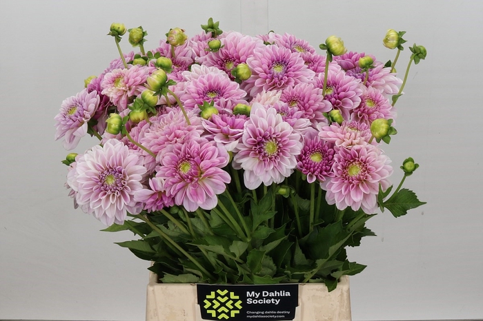<h4>Dahlia Pink Silk</h4>