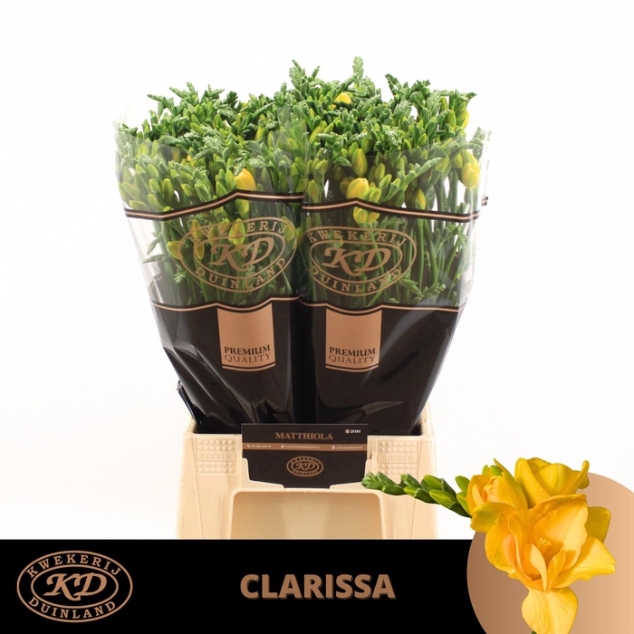 <h4>FR DU CLARISSA</h4>