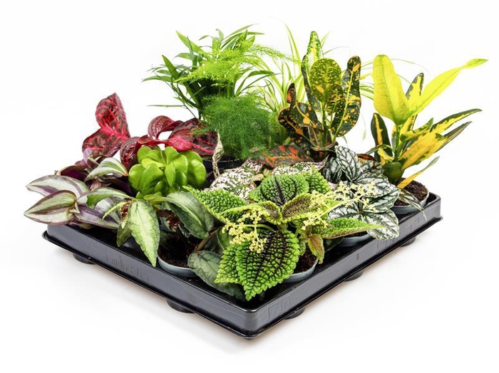 <h4>MIX 12 GRØNNE</h4>