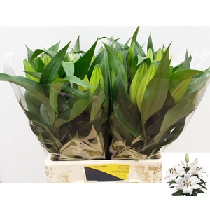 Li Ot Zambesi  1 kop