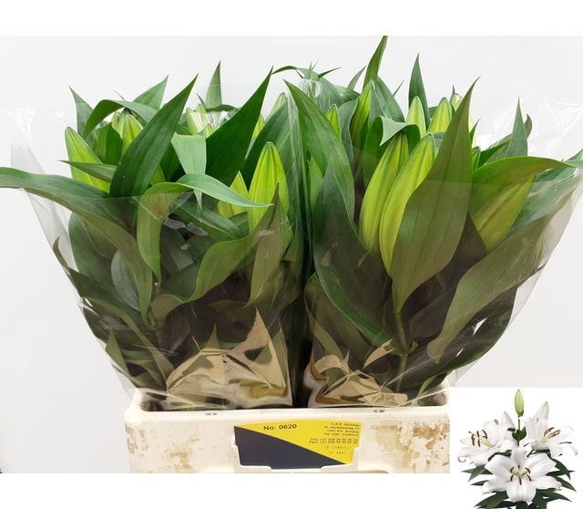 <h4>Li Ot Zambesi  1 kop</h4>