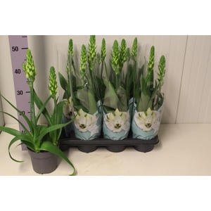 ORNITHOGALUM THYRSOI