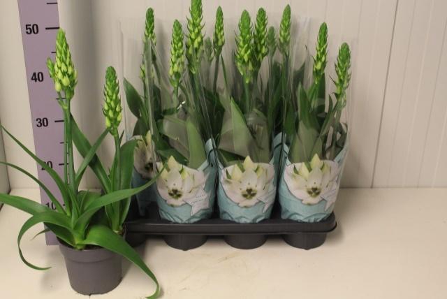 <h4>ORNITHOGALUM THYRSOI</h4>