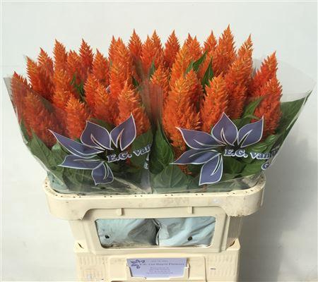 <h4>Celosia P Sunday Orange</h4>