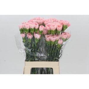 Dianthus St Sarah Pink