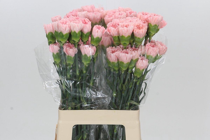 <h4>Dianthus St Sarah Pink</h4>