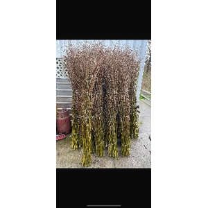 SALIX 220 CM XXL VER