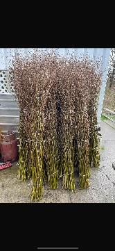 <h4>SALIX 220 CM XXL VER</h4>