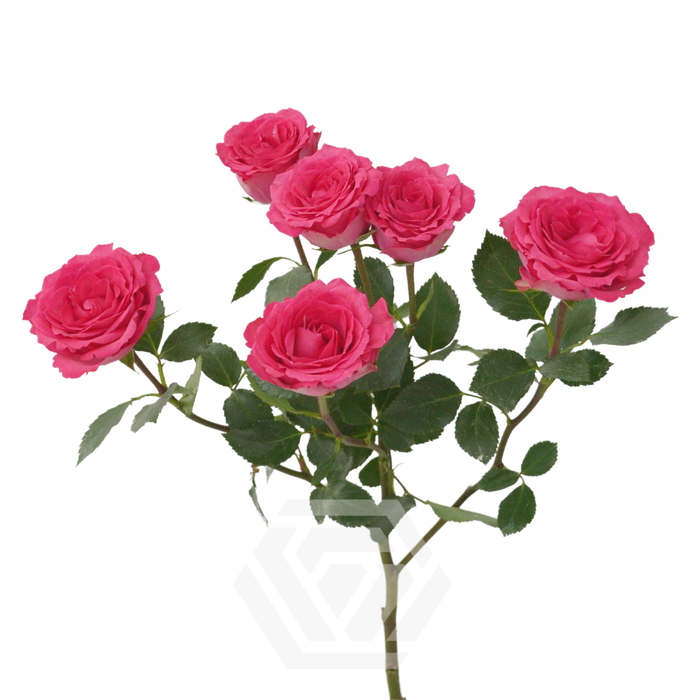 R TR BELLALINDA CERISE Tessa