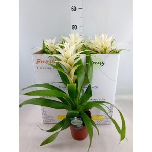 Guzmania  'Deseo White'