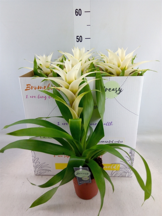 <h4>Guzmania  'Deseo White'</h4>