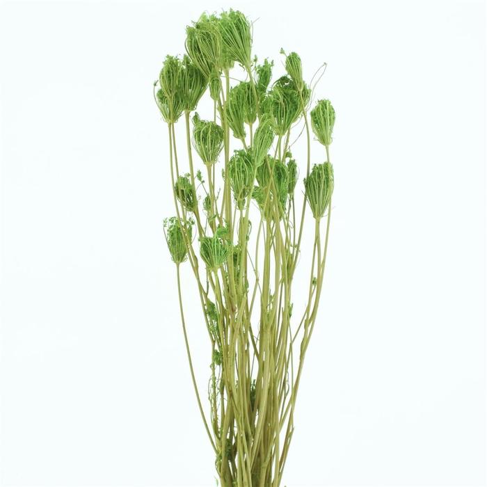 <h4>Dried Finocchio Green P Bunch</h4>