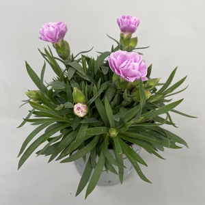 Dianthus Grace p9