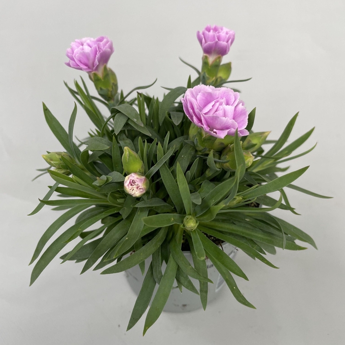 <h4>Dianthus Grace p9</h4>