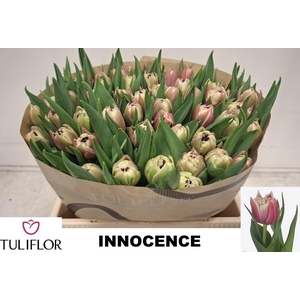 TU DU INNOCENCE