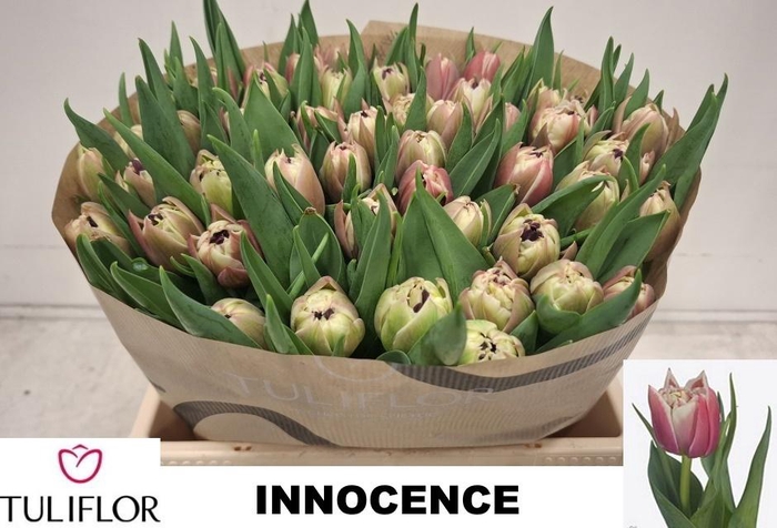 <h4>TU DU INNOCENCE</h4>